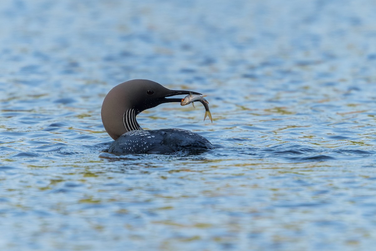 Arctic Loon - ML645859424