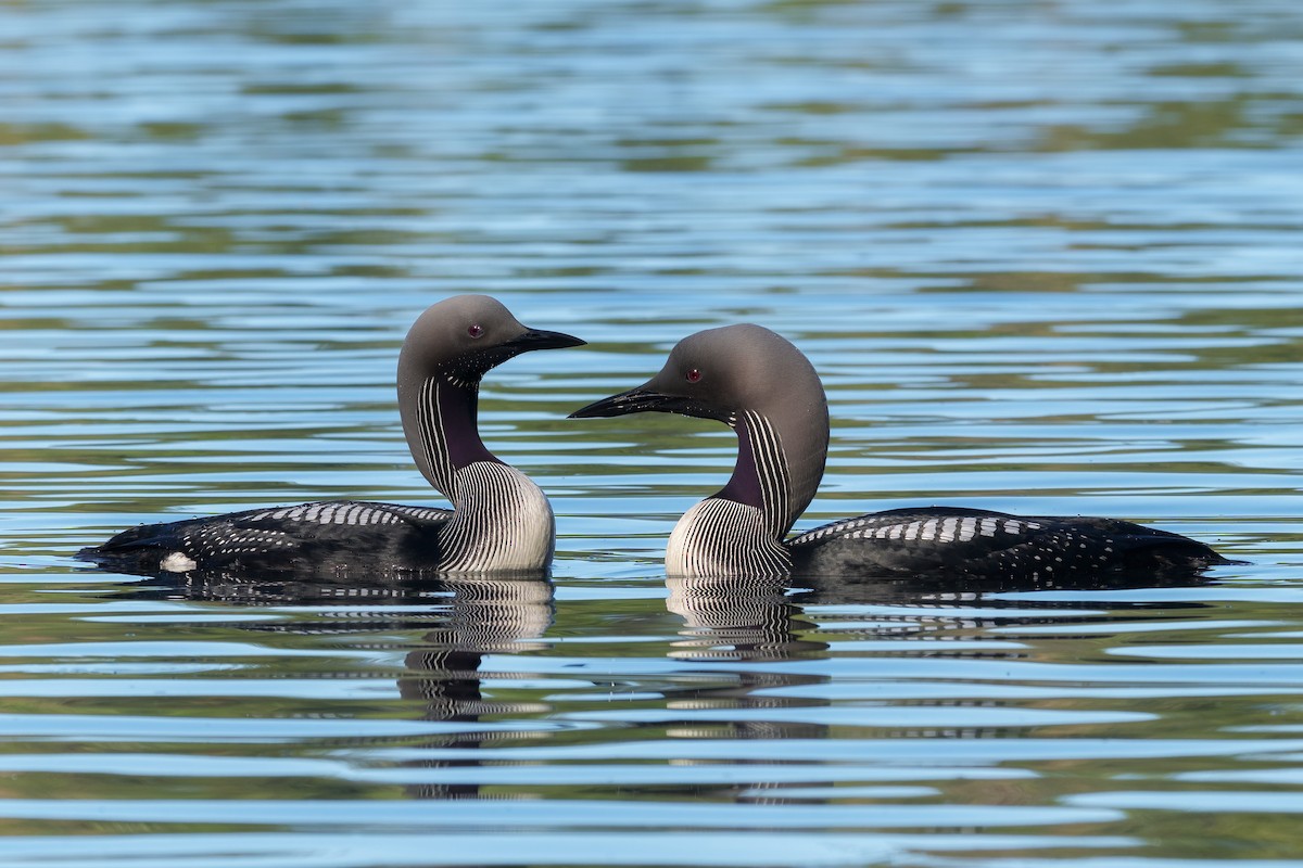 Arctic Loon - ML645859425