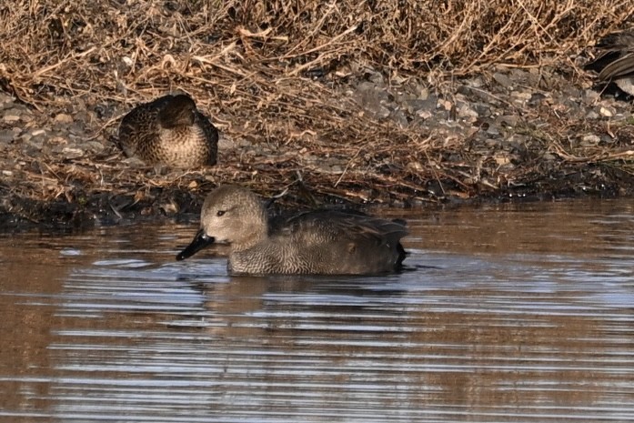 Boz Ördek - ML645859431