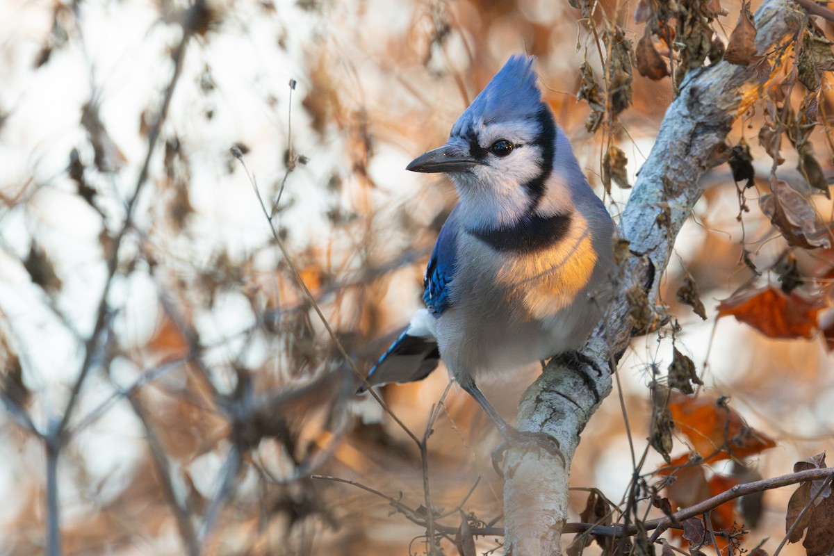 Blue Jay - ML645859435