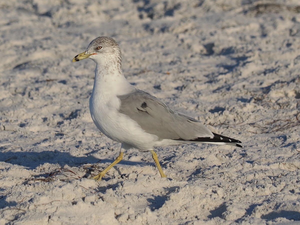 Ring-billed Gull - ML645859436