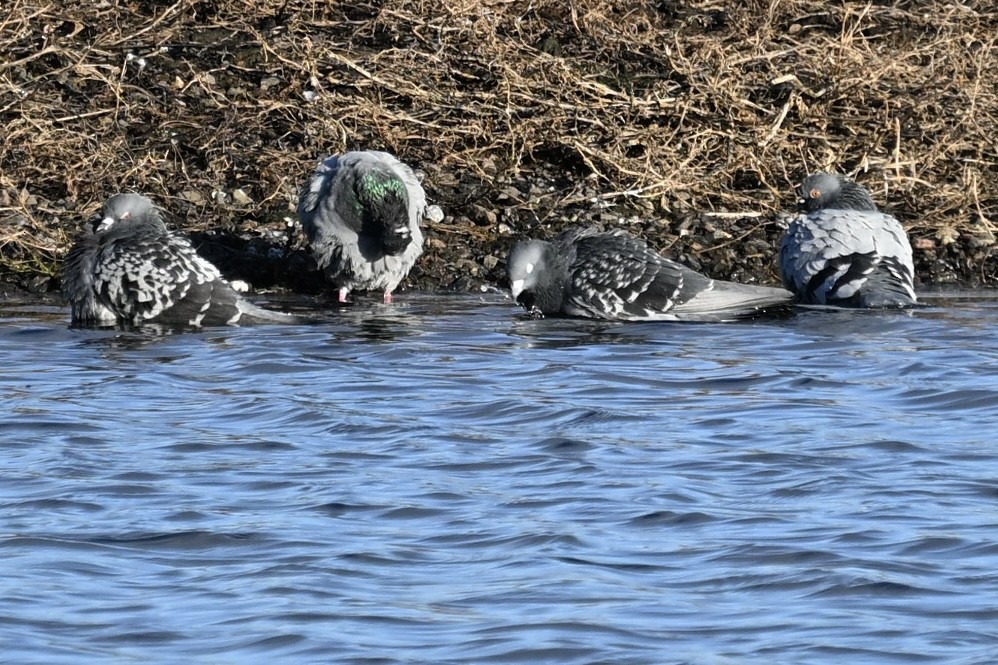 Kaya Güvercini (evcil tip) - ML645859438