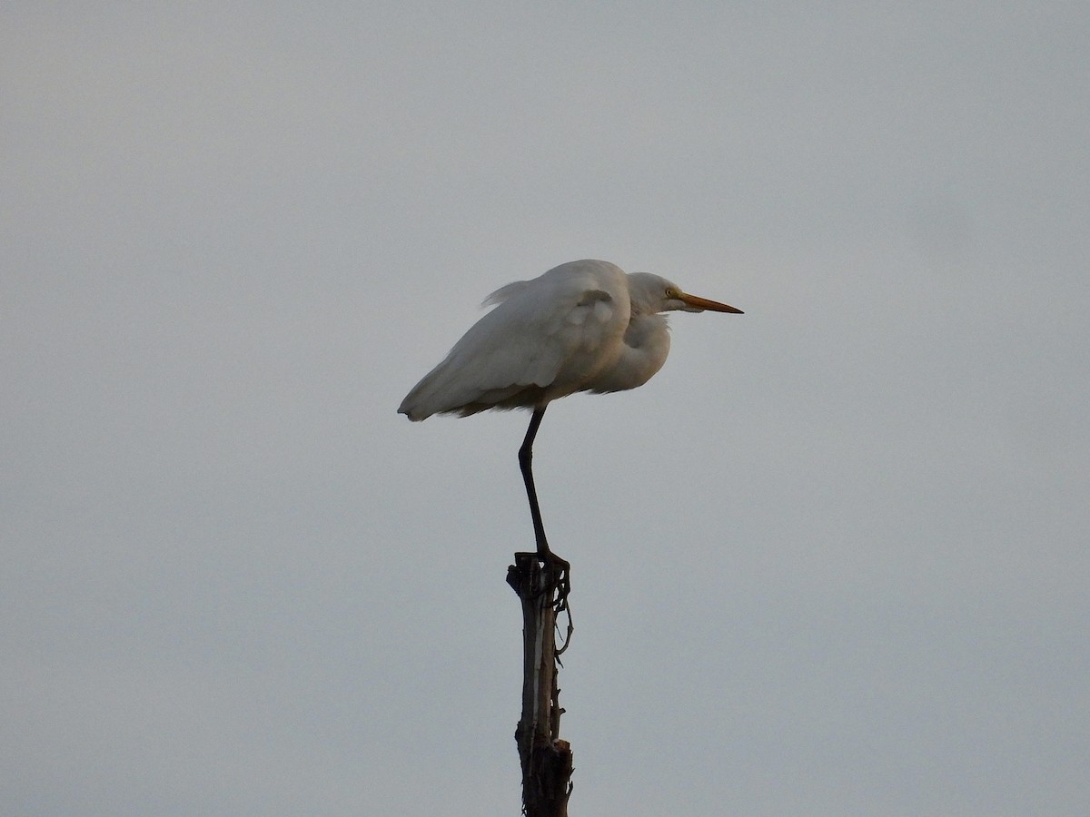 Garceta Grande - ML645859443