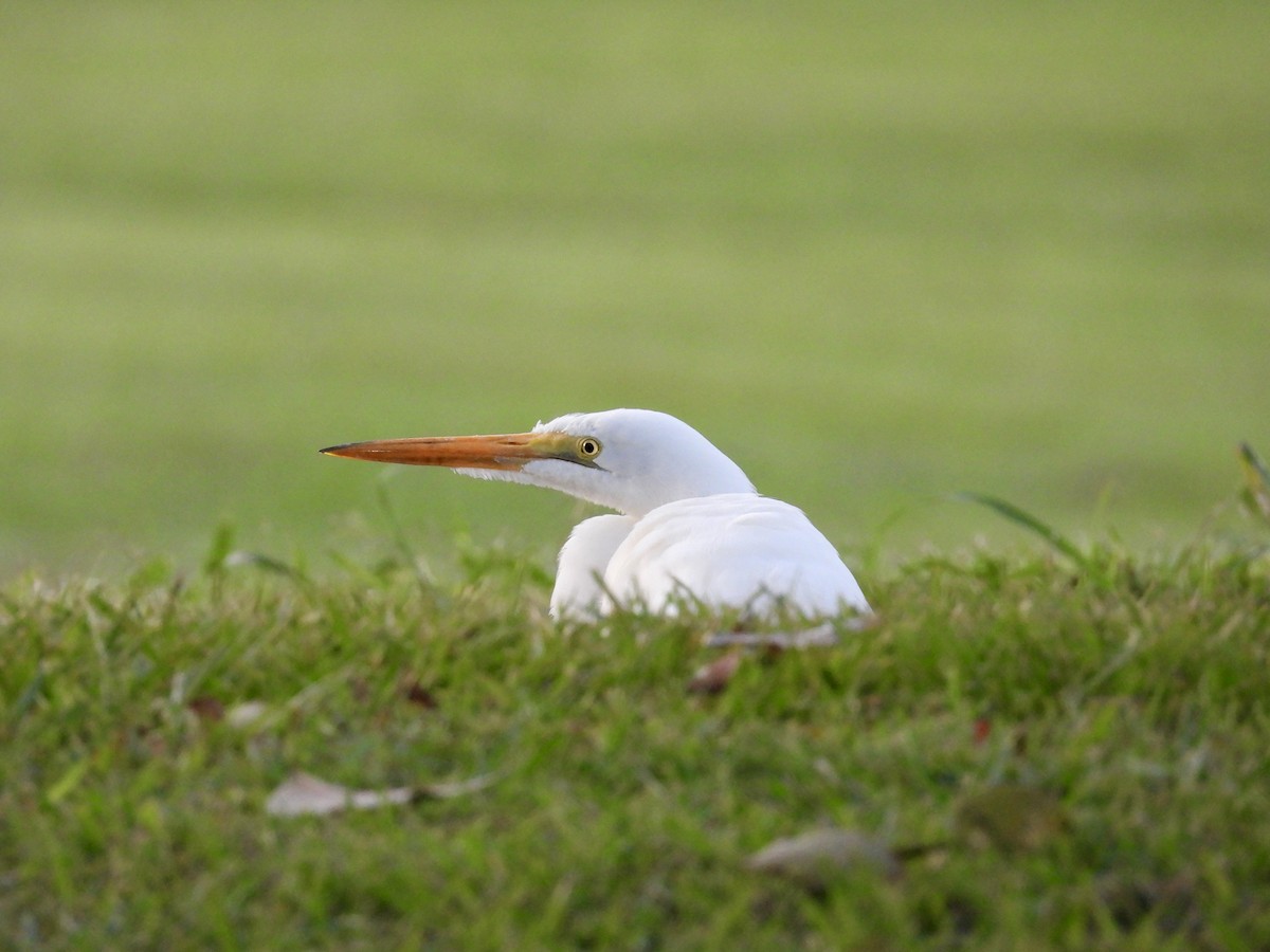 Garceta Grande - ML645859444