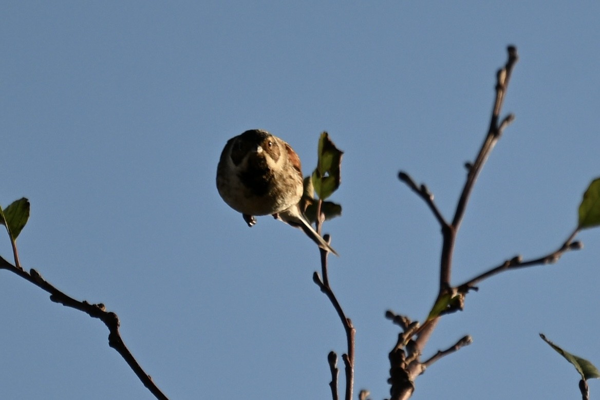 Reed Bunting - ML645859449
