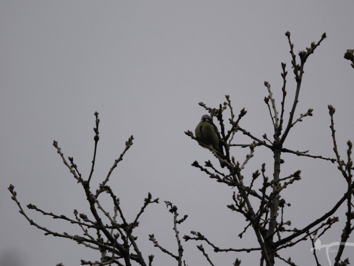Eurasian Blue Tit - ML645859450