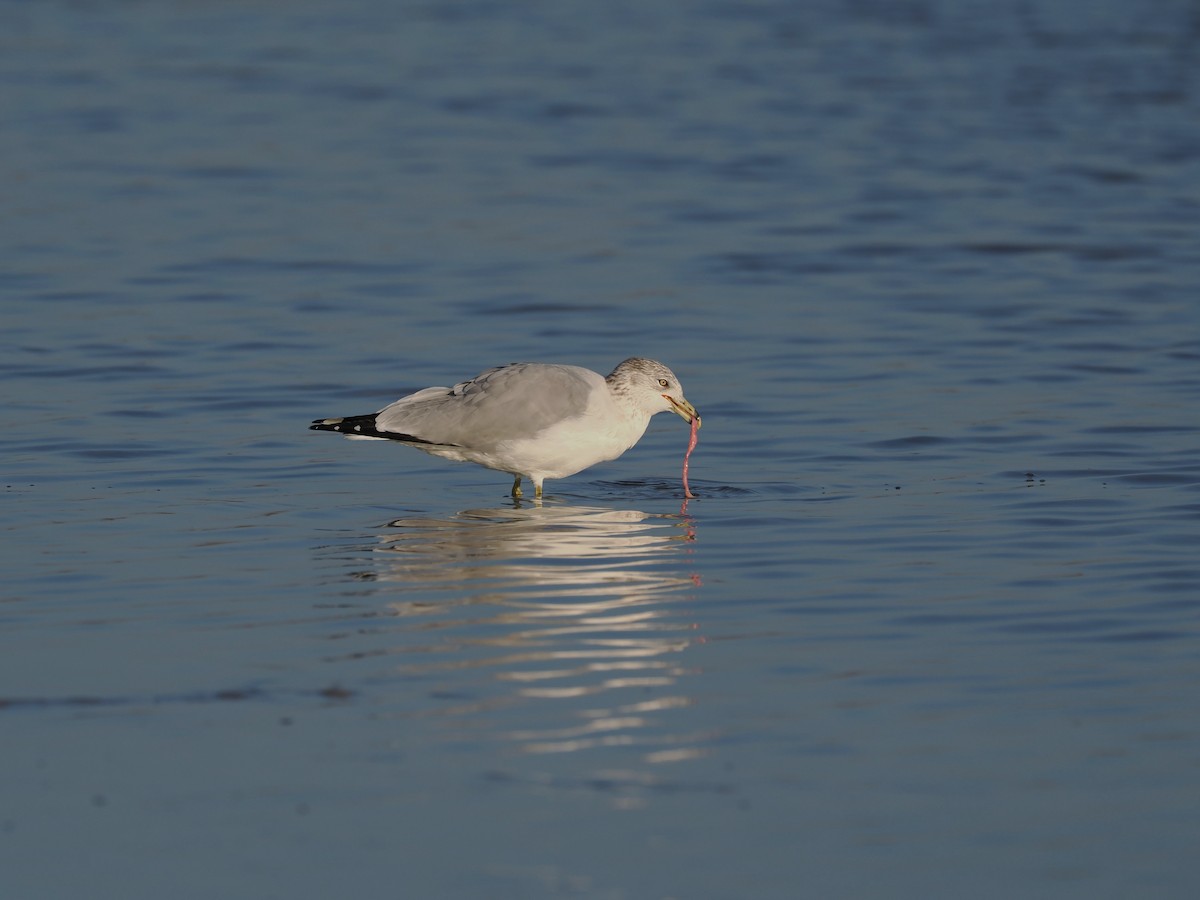 Ring-billed Gull - ML645859452