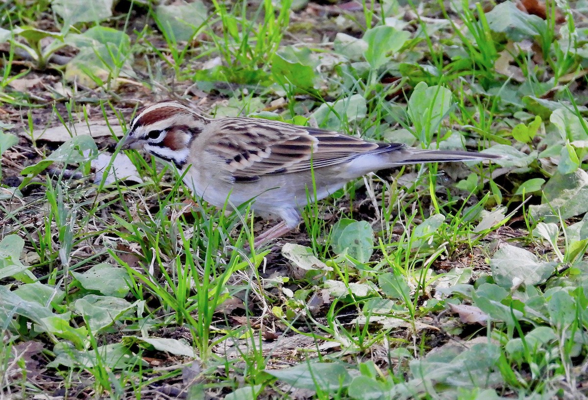 Lark Sparrow - ML645859458
