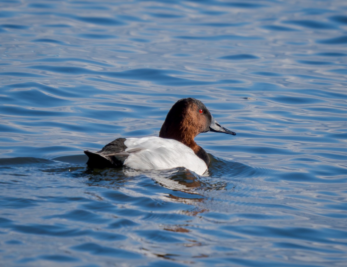 polák dlouhozobý - ML645859460