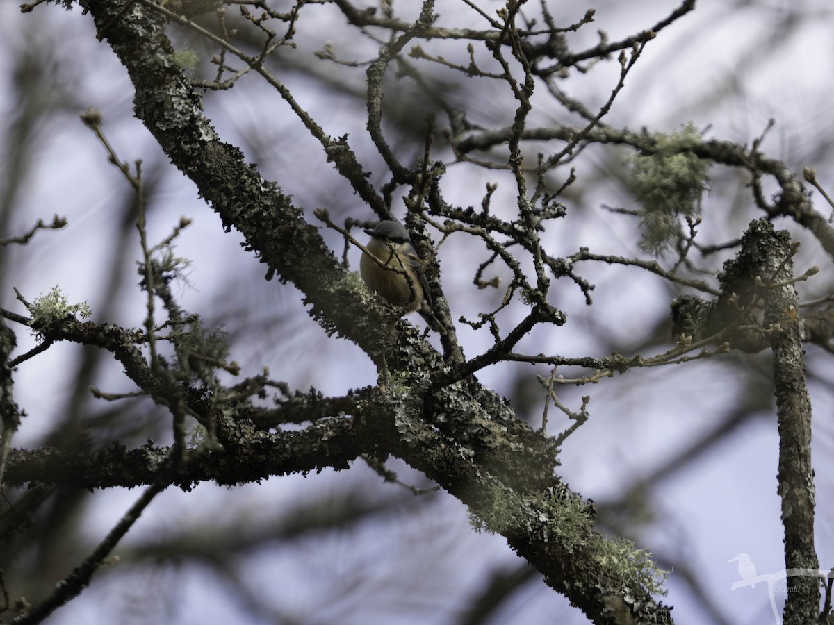Eurasian Nuthatch - ML645859461
