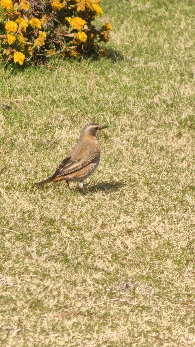 Kızıl Kanatlı Ardıç - ML645859473