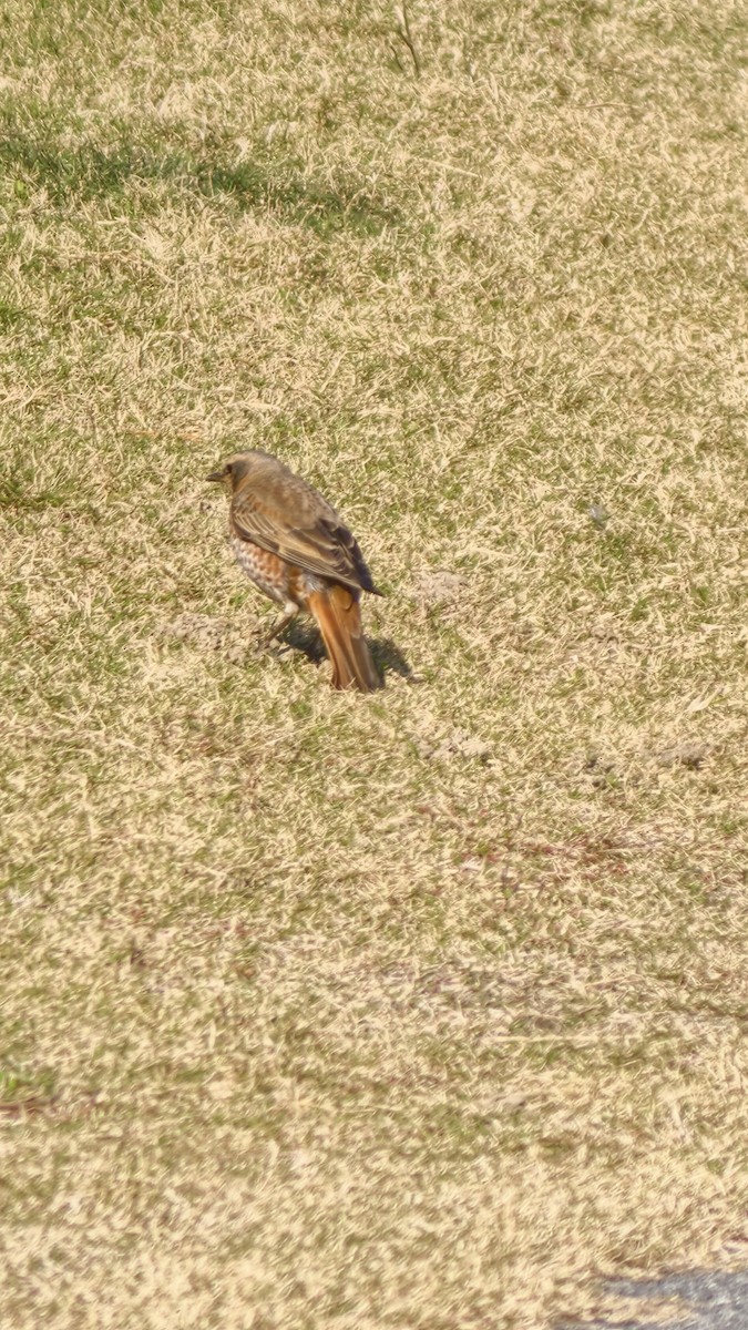 Kızıl Kanatlı Ardıç - ML645859474