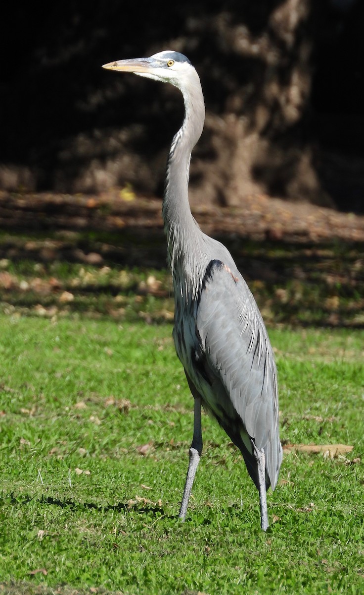 Great Blue Heron - ML645859476