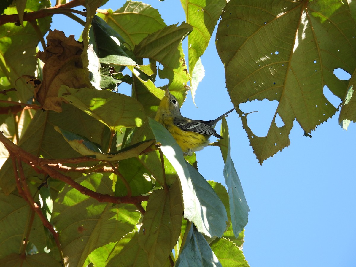 Magnolia Warbler - ML645859478