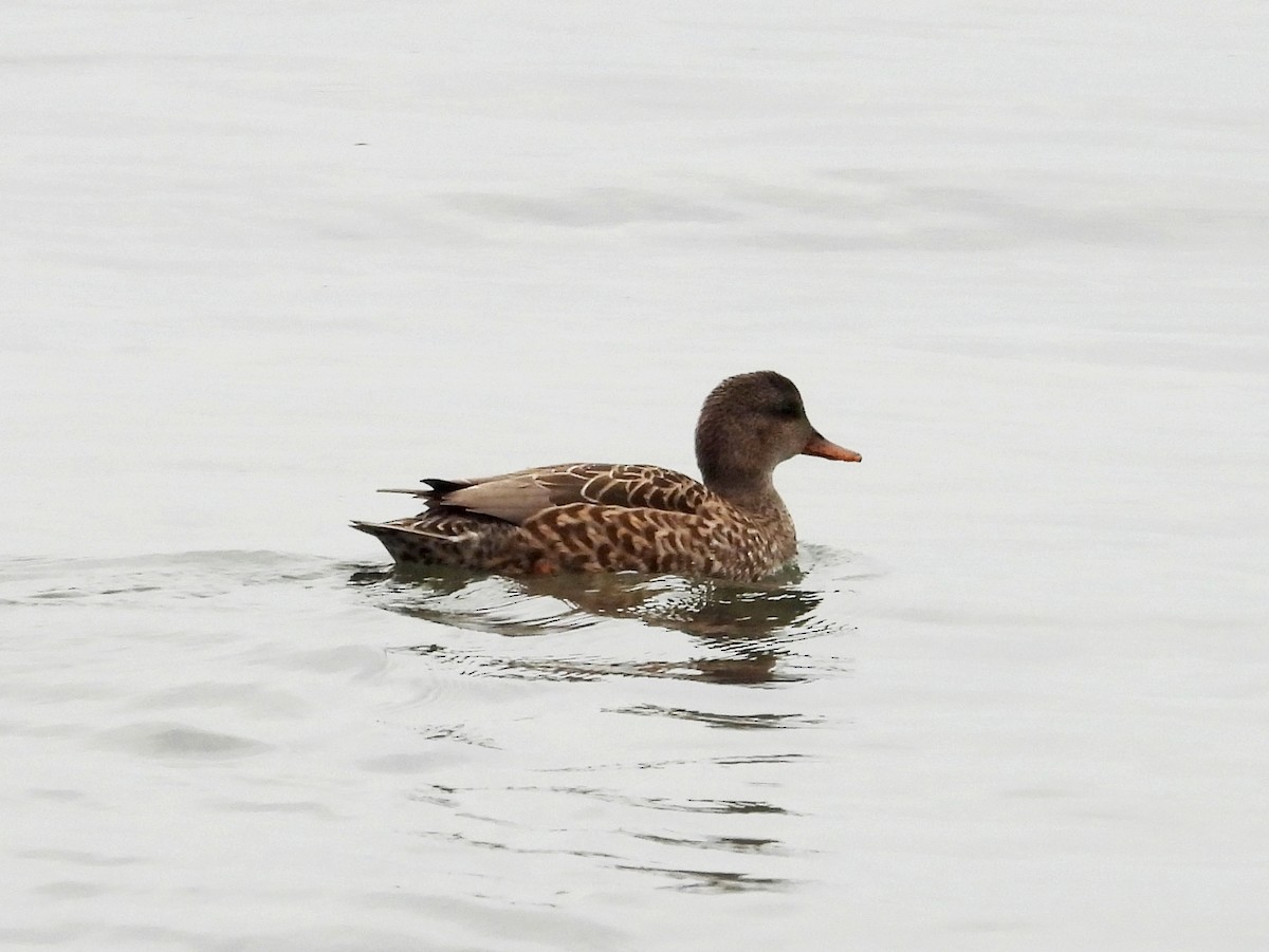 Boz Ördek - ML645859482