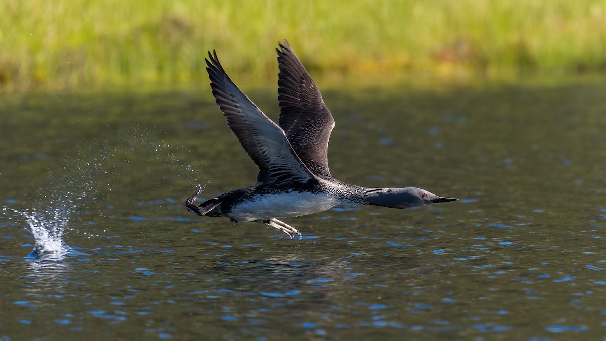 Red-throated Loon - ML645859484