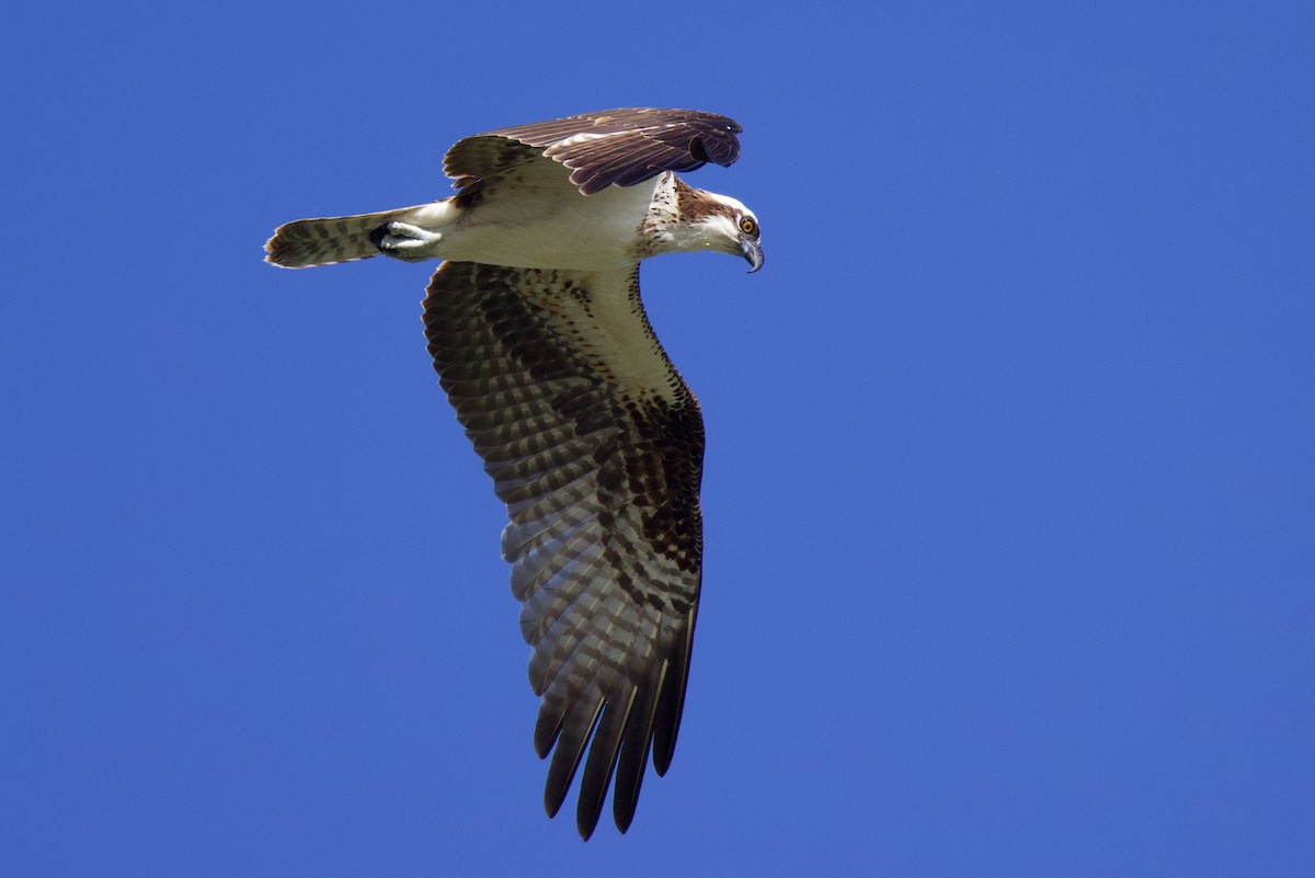 Osprey - ML645859485