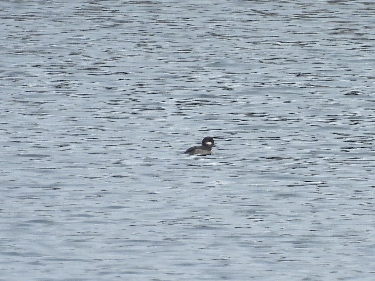 Bufflehead - ML645859486
