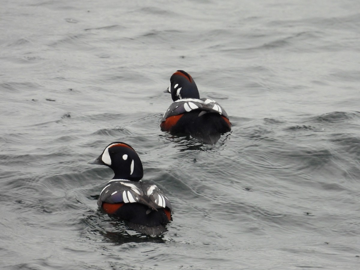 Хотгуужин чөрх - ML645859488