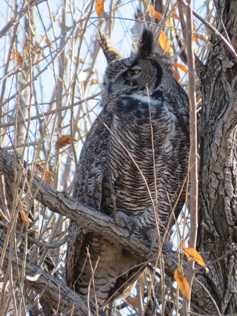 Great Horned Owl - ML645859491