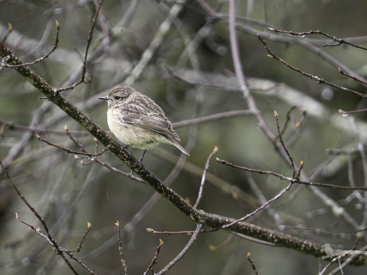 European Stonechat - ML645859493