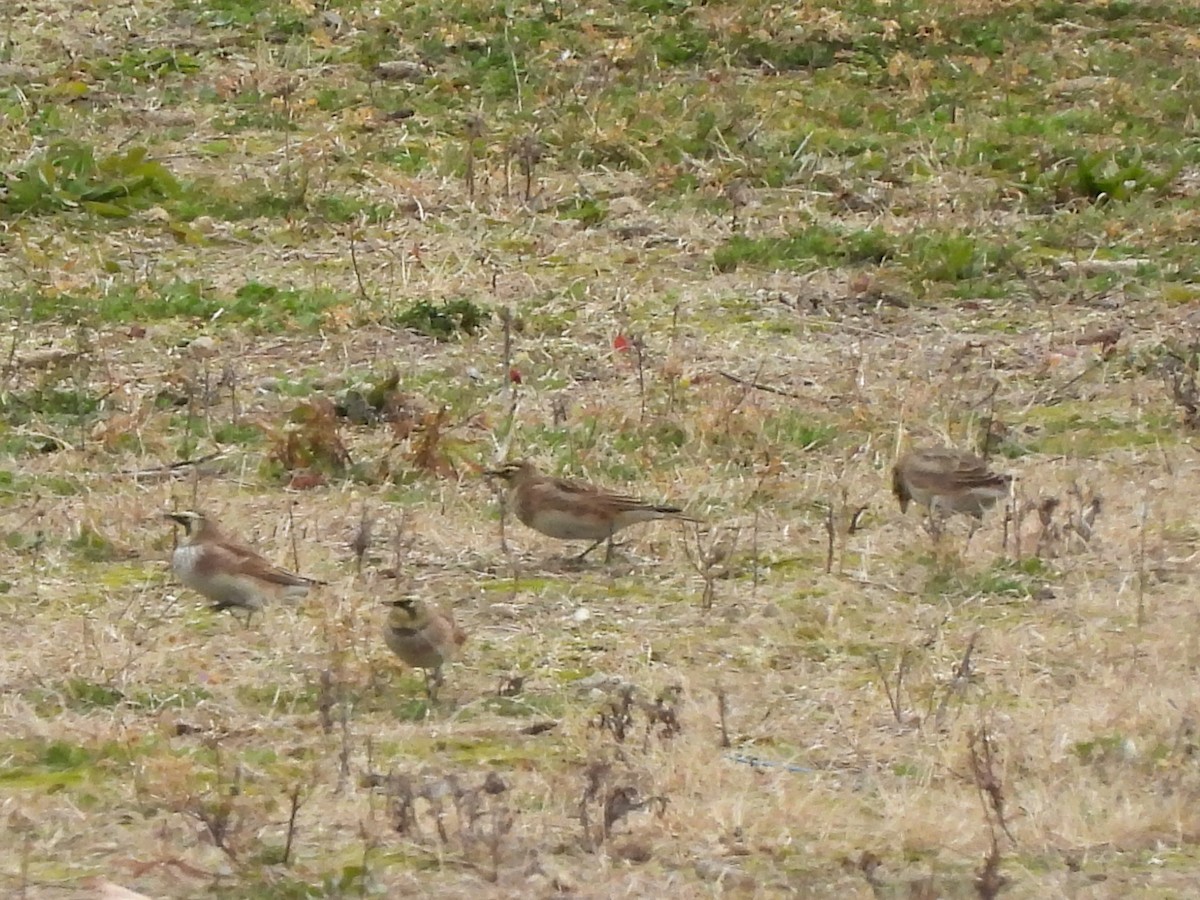 Horned Lark - ML645859506