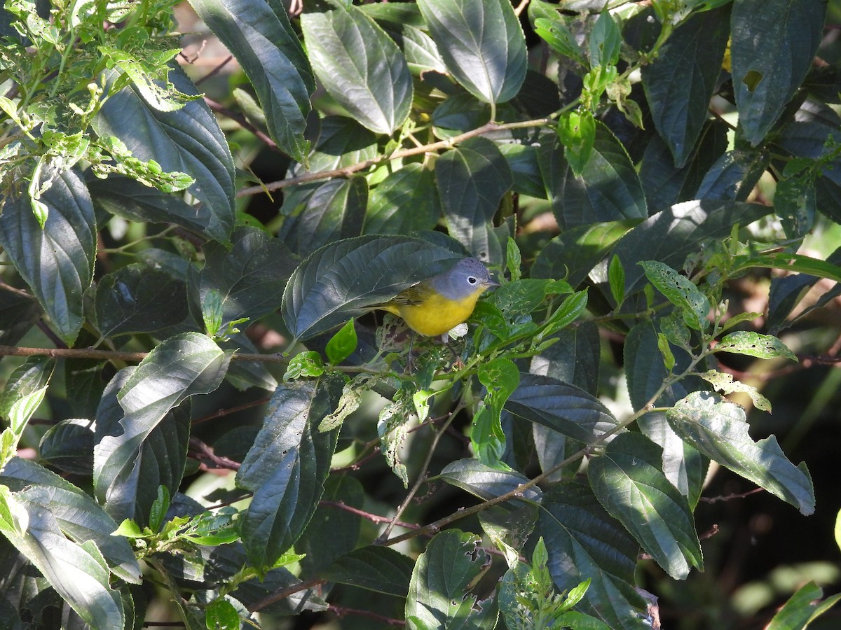 Nashville Warbler - ML645859507