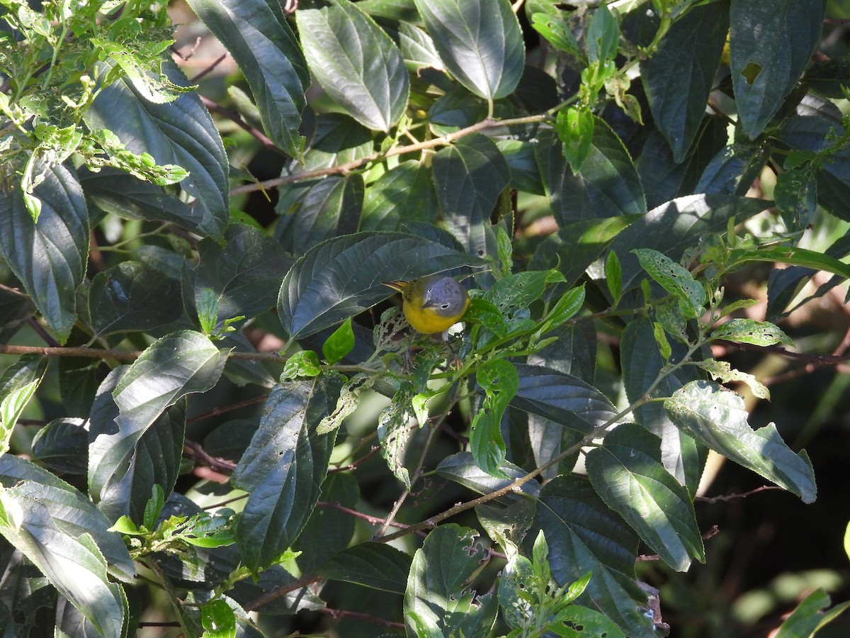 Nashville Warbler - ML645859508