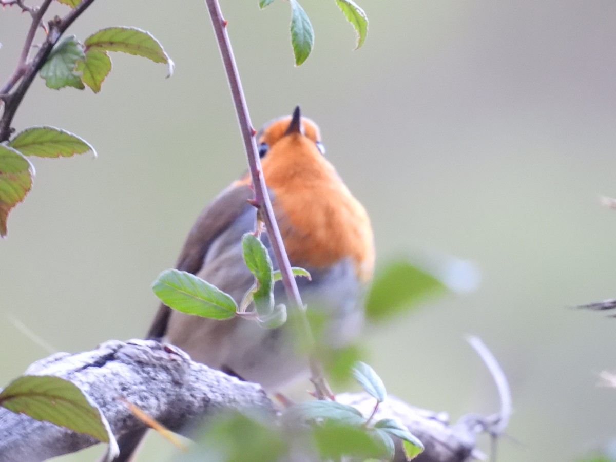 European Robin - ML645859510