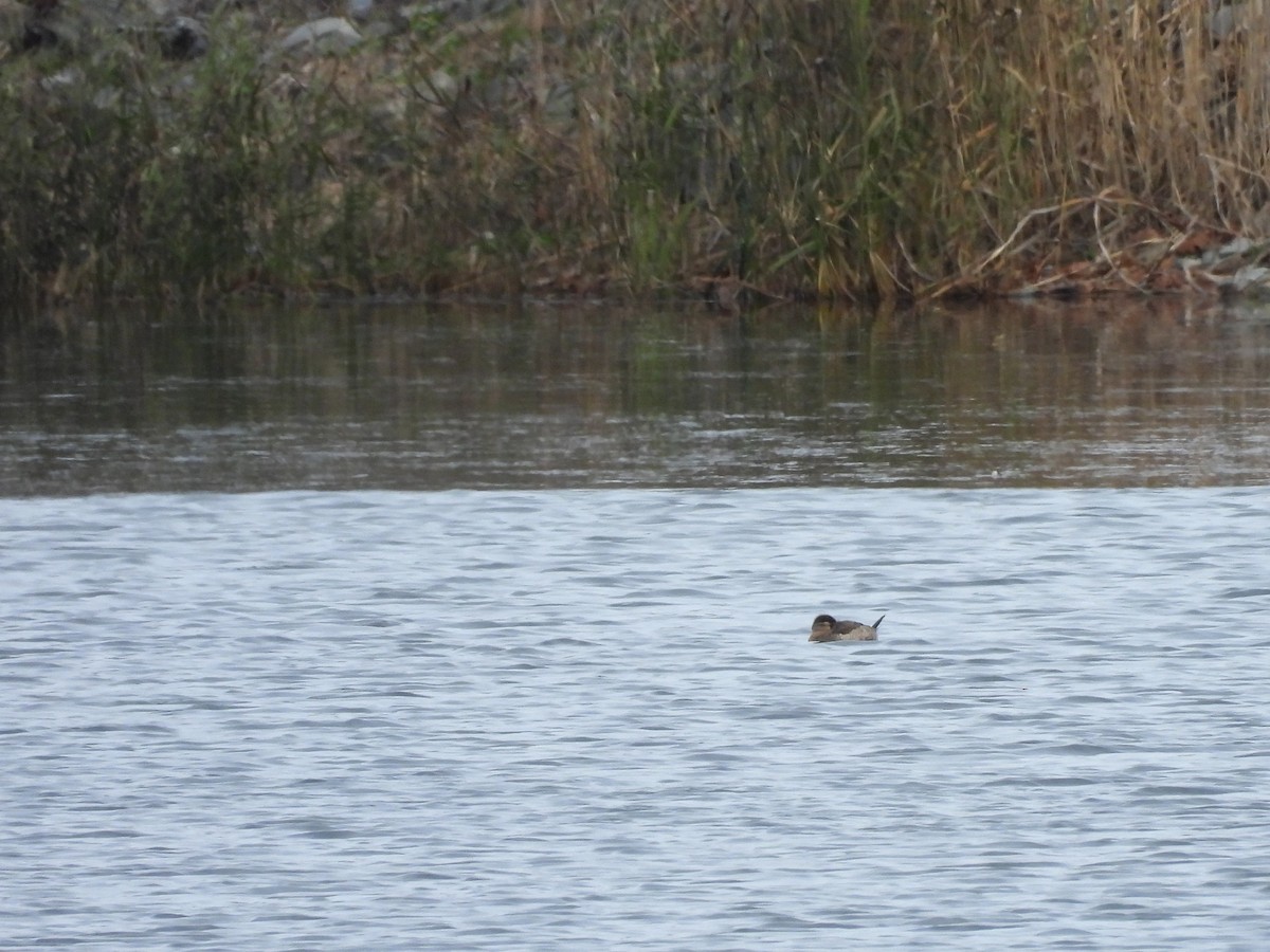 Ruddy Duck - ML645859513