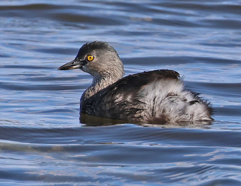 Least Grebe - ML645859514