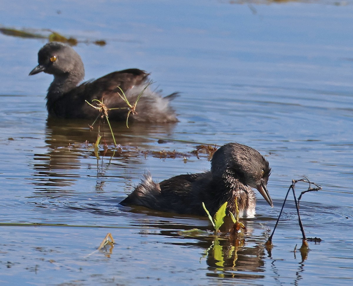 Least Grebe - ML645859515