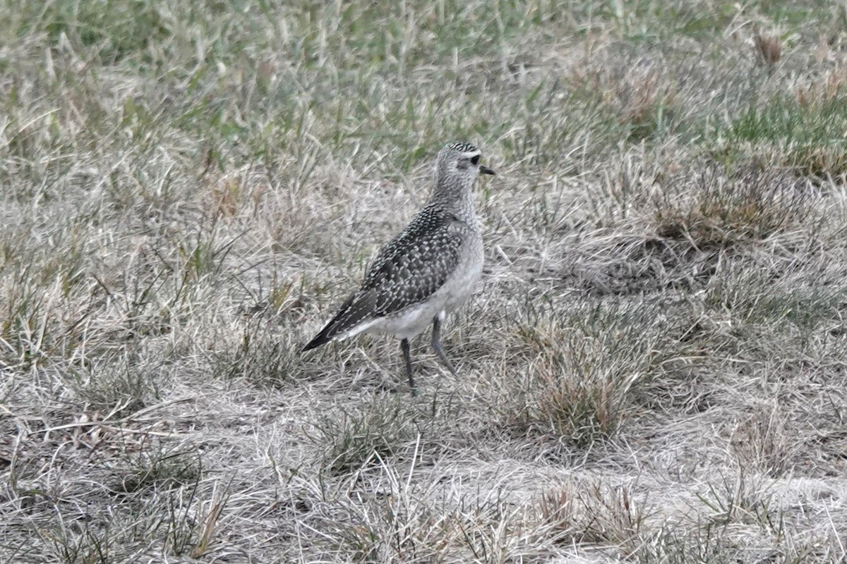 American Golden-Plover - ML645859521