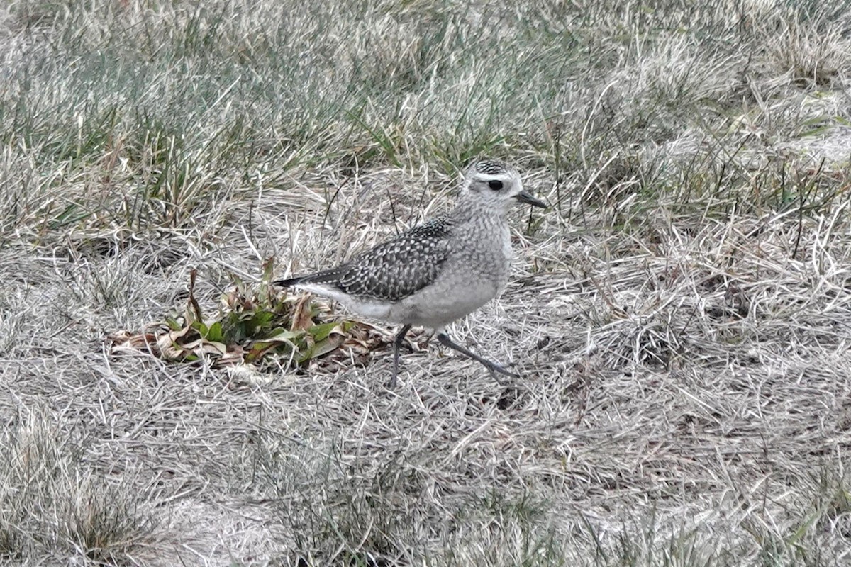 American Golden-Plover - ML645859522