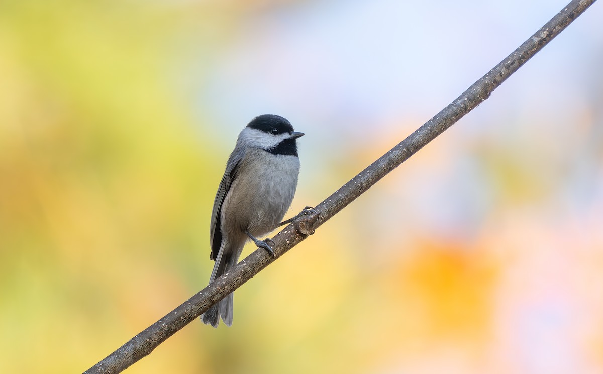 Carolina Chickadee - ML645859523
