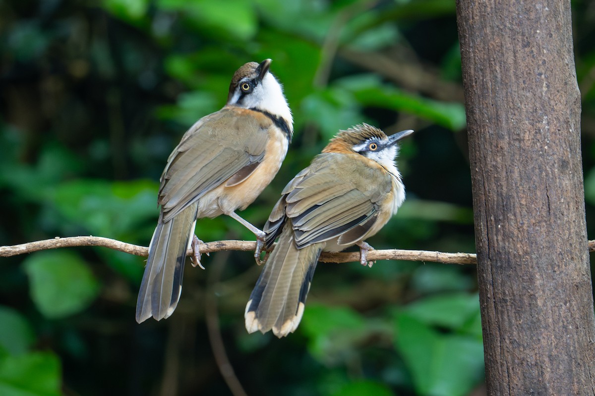 Lesser Necklaced Laughingthrush - ML645859526