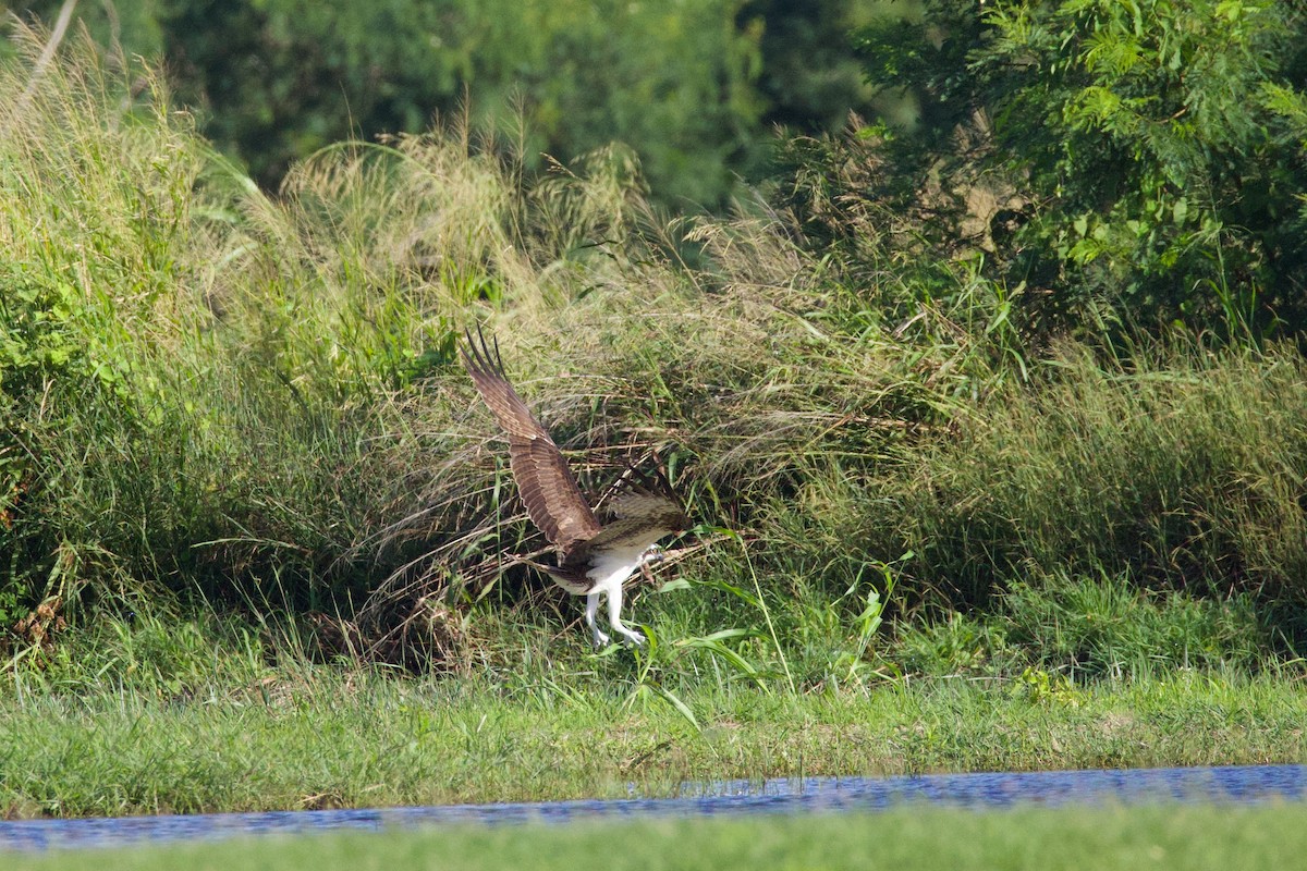 Osprey - ML645859532