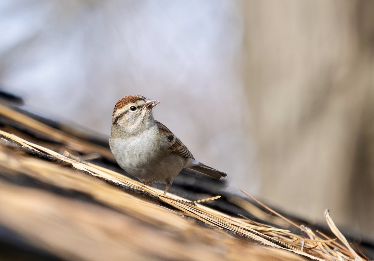 Chipping Sparrow - ML645859541
