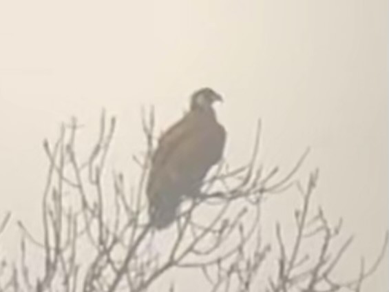 Bald Eagle - ML645859542