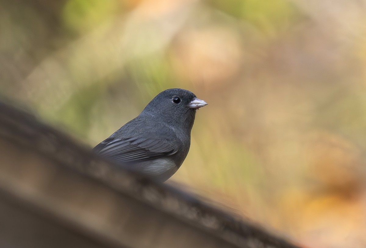 Dark-eyed Junco - ML645859543
