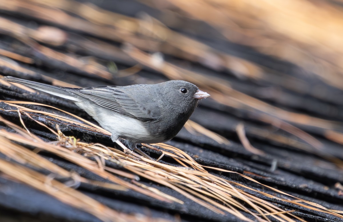 Dark-eyed Junco - ML645859544