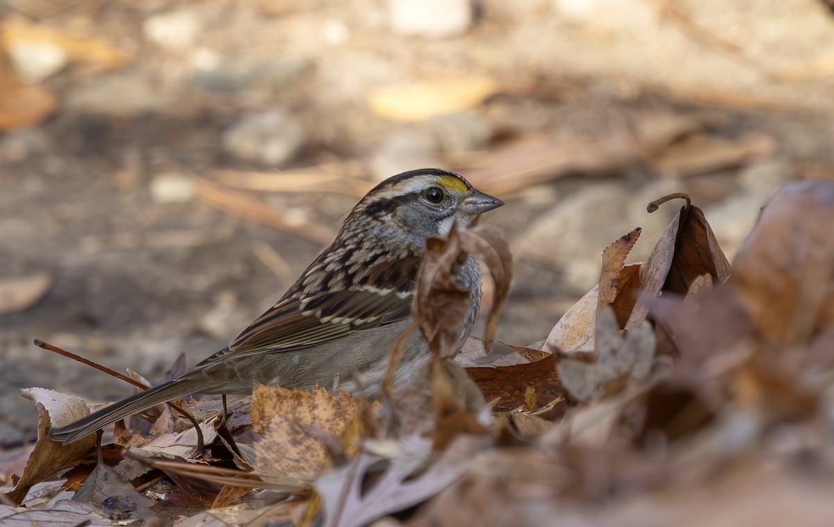 White-throated Sparrow - ML645859545