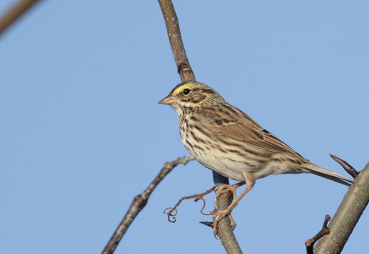 Savannah Sparrow - ML645859546