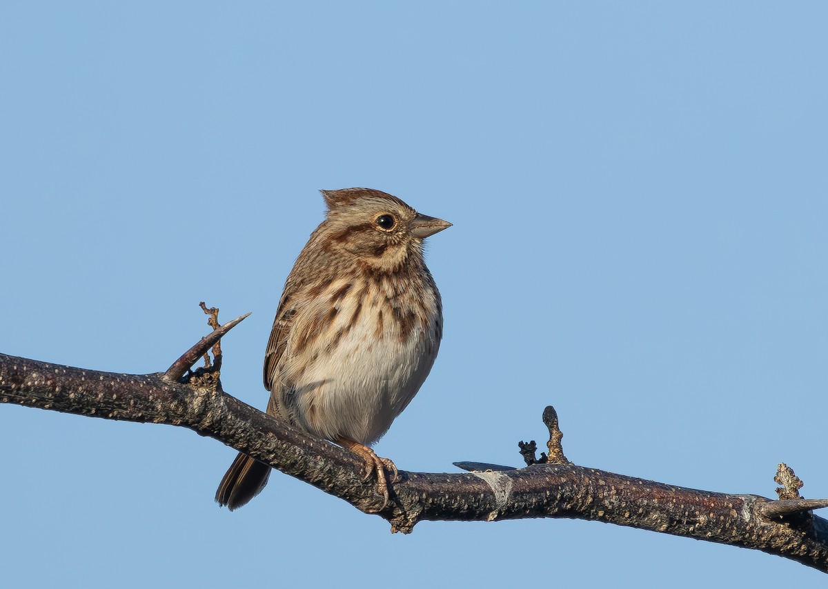 Song Sparrow - ML645859547