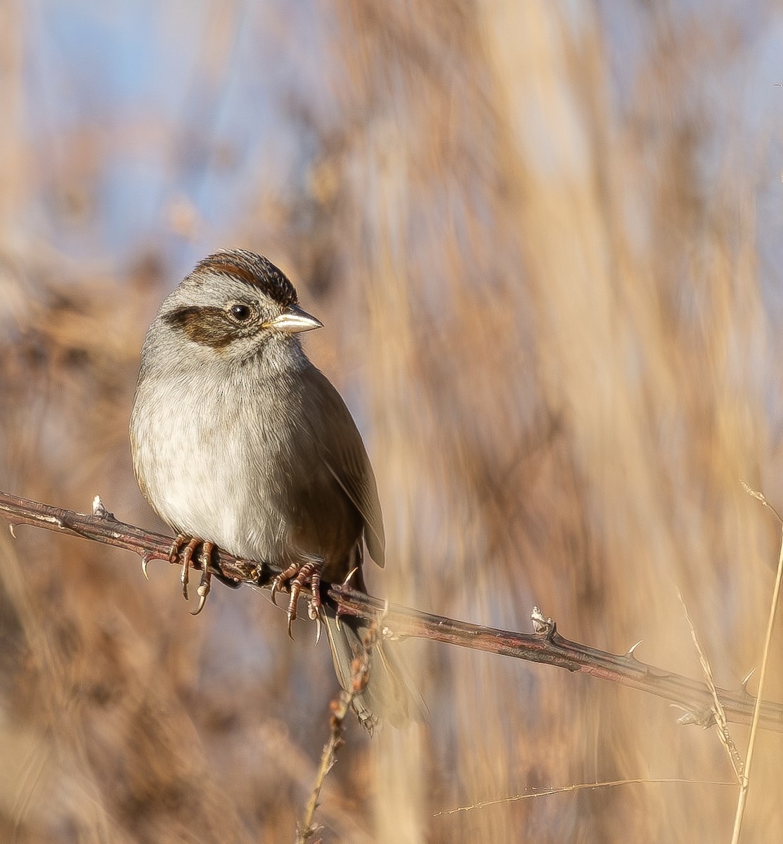 Swamp Sparrow - ML645859549