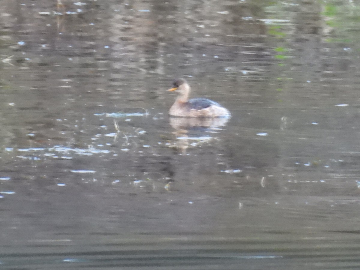 Little Grebe - ML645859551
