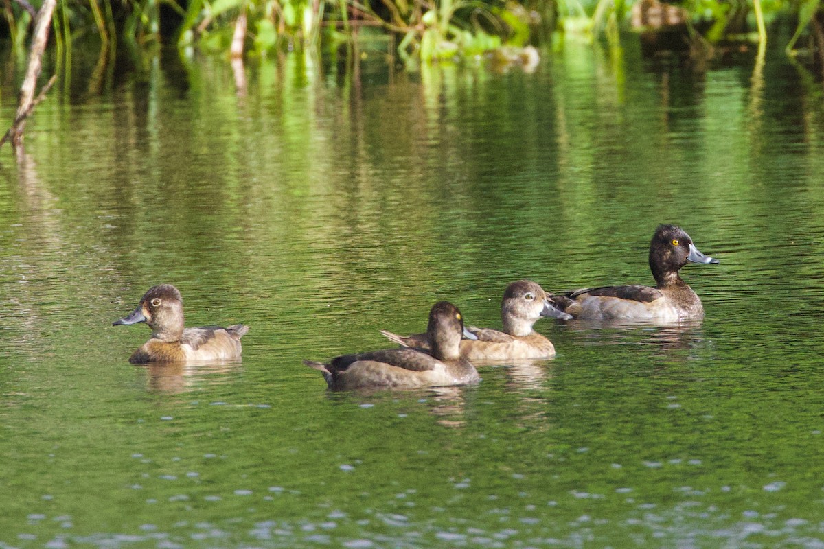 Ring-necked Duck - ML645859552