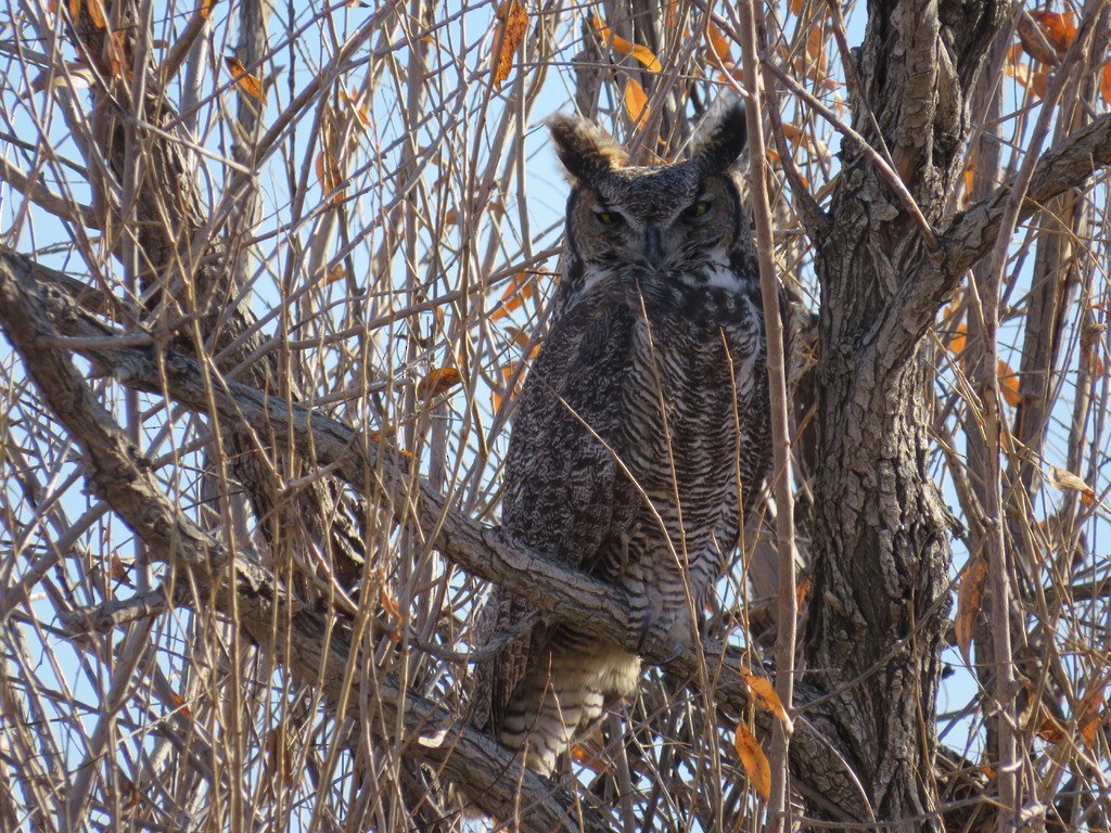Great Horned Owl - ML645859553