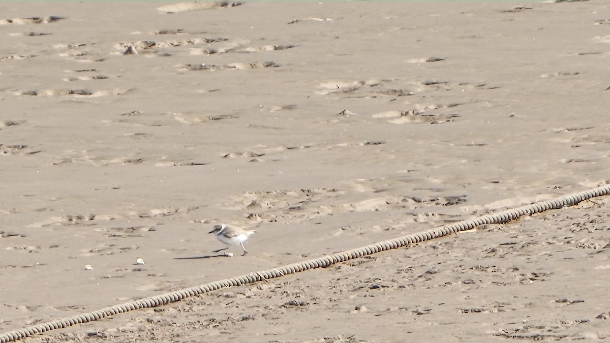 Kentish Plover - ML645859554