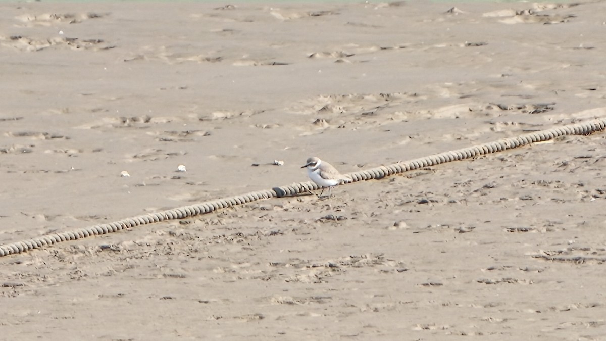 Kentish Plover - ML645859555